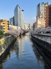 Meguro River Cherry Blossoms Promenade