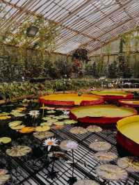 🇬🇧 Kew Gardens | Like Stepping into Monet’s Water Lily Garden