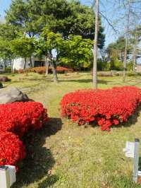 Yurim Park's Tulip Tapestry: An April Day's Delight 🌷☀️
