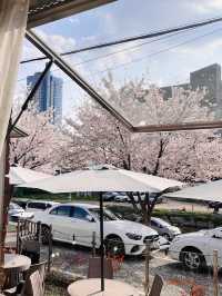 A Special April Cafe Trip with Cherry Blossoms 🌸☕ 