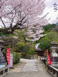 A Tiny Kyoto Shrine Hides Two of the Most Beautiful Cherry Blossom Trees