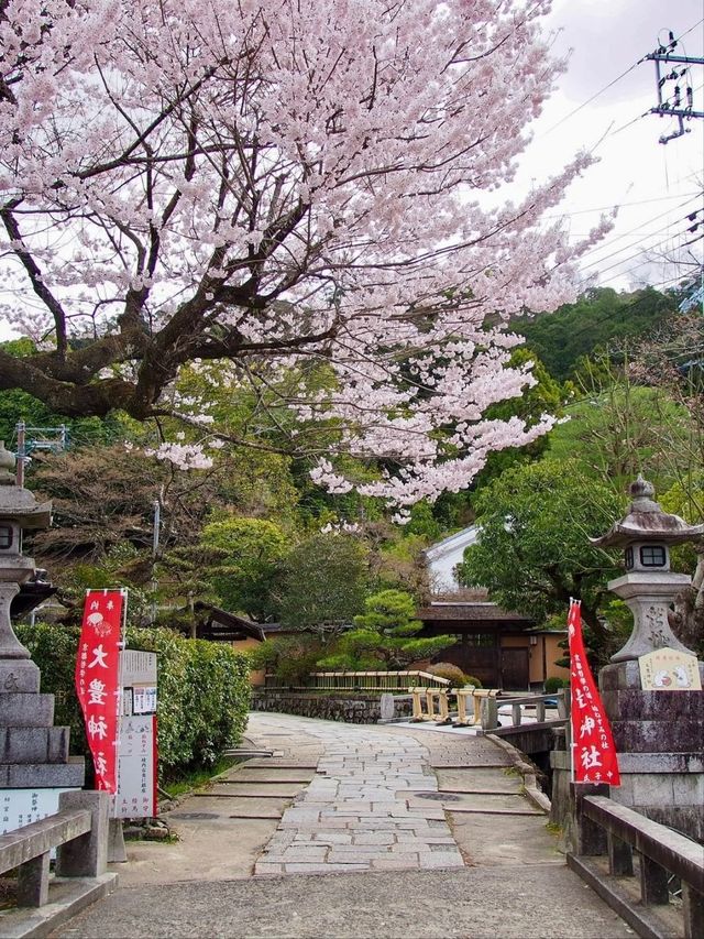 A Tiny Kyoto Shrine Hides Two of the Most Beautiful Cherry Blossom Trees