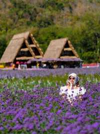 Hokkaido Flower park Khaoyai