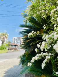 Blooming Bliss: A Spring Stroll Through Nonjinmul-ro 🌸