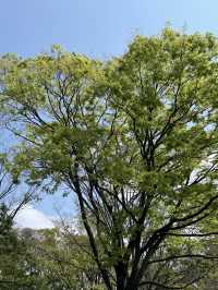 東京｜代代木公園的櫻花之美