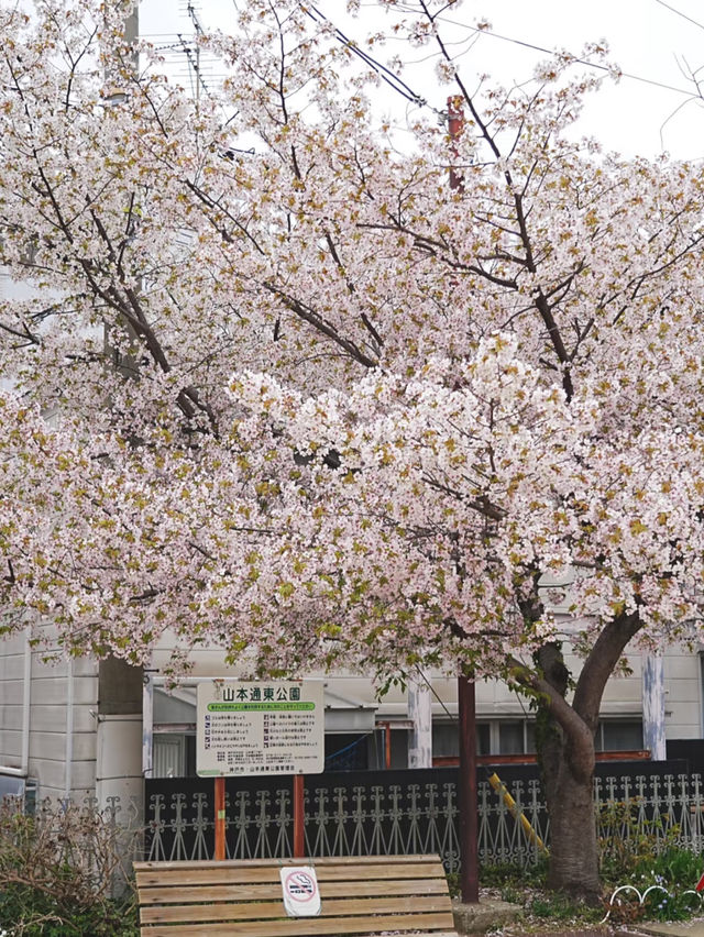 Kobe Cherry Blossom Chase Success! 🌸🌟