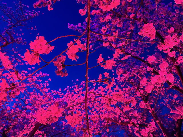 福岡城上視角🌸觀看舞鶴公園的夜櫻燈光秀👏🏻