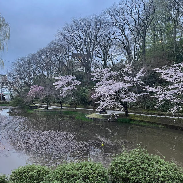 三輪南公園•夜櫻下的浪漫