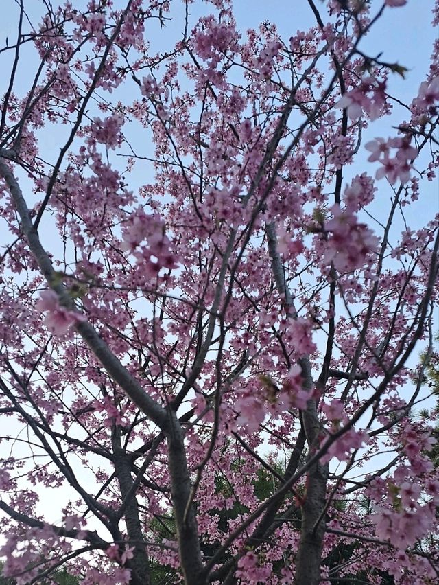 Cherry blossom viewing at the Gardens of Twelve Friends