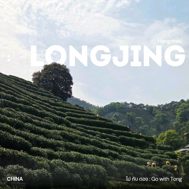 ไร่ชาหลงจิ้ง หางโจว 龙井村 / Longjing