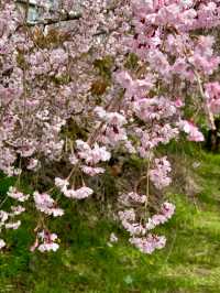 Blossoms Above the Clouds: Cherry Magic at Tenjozan Park