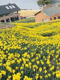 Jirisan Cheese Land Daffodil Field.