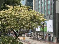 香港好去處 | 復活節賞花(上) | 魚木 | 藍花楹
