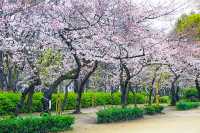 🌸 Utsubo Park: Osaka’s Chic Secret Sakura Spot! 🌸