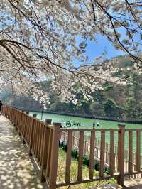 봄이 제일 예쁜 병산저수지테마길❤️