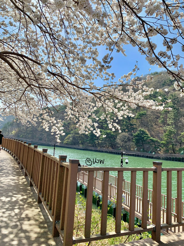 봄이 제일 예쁜 병산저수지테마길❤️