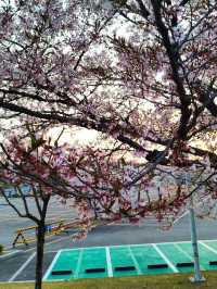 “White Whispers of Spring: Cherry Blossoms at Daejeon Station”