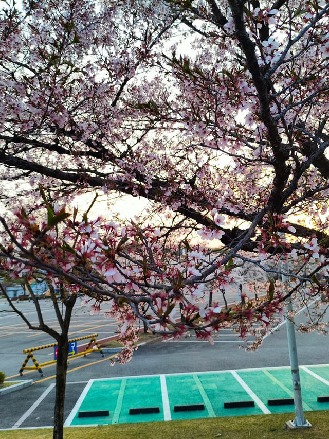 “White Whispers of Spring: Cherry Blossoms at Daejeon Station”
