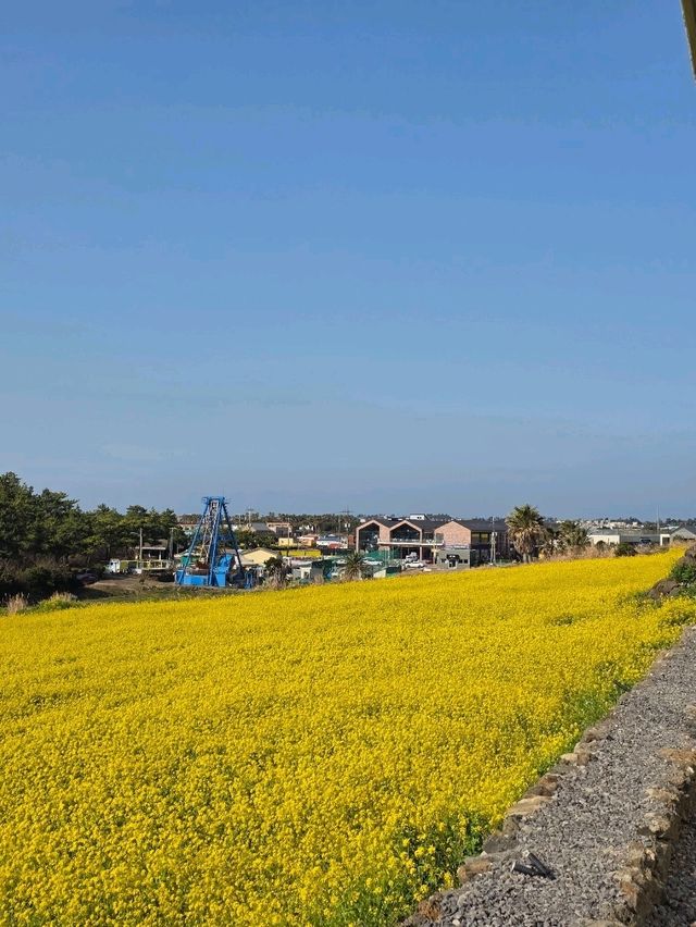 아이와 함께 노란 봄빛 속으로 들어간 기분🌼