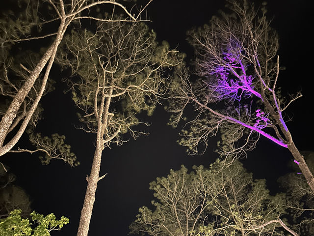 Tall Pines & Fresh Air – Kirirom National Park, Cambodia
