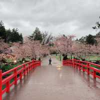 Sakura Dreams at Hirosaki Castle🌸 