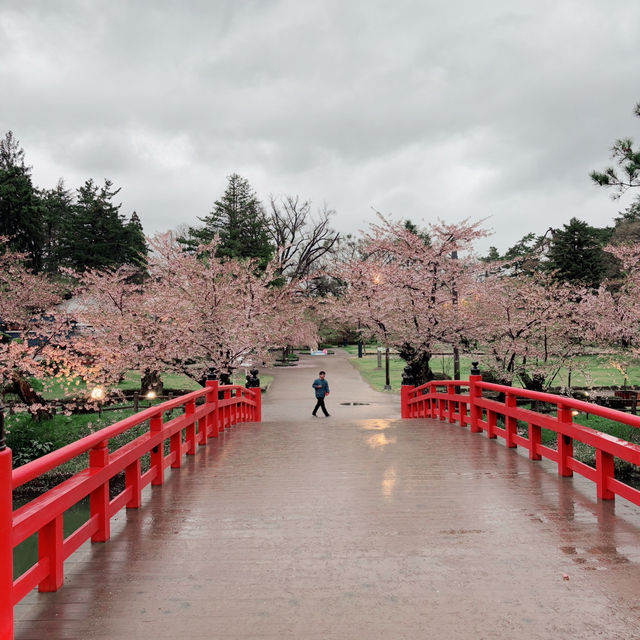 Sakura Dreams at Hirosaki Castle🌸 