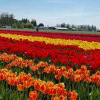 Skagit Valley Tulip Fields – Mount Vernon, WA