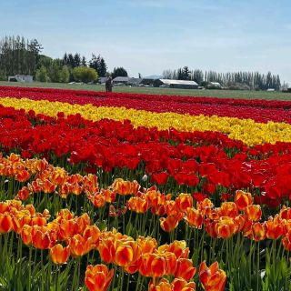 Skagit Valley Tulip Fields – Mount Vernon, WA