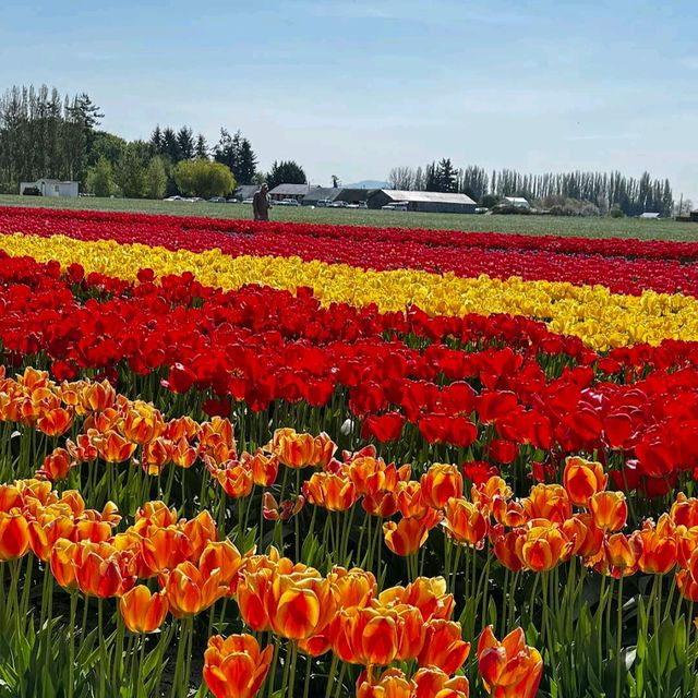 Skagit Valley Tulip Fields – Mount Vernon, WA