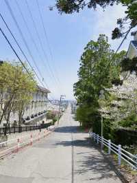 Hakodate Hidden Cherry Blossom Day Trip 🌸🚗