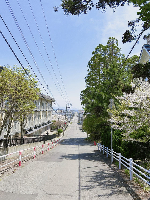 Hakodate Hidden Cherry Blossom Day Trip 🌸🚗
