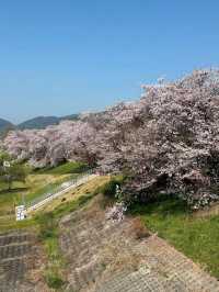 Blossoms & a Hidden Escape
