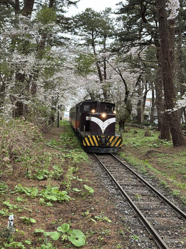 🇯🇵 Japan | Aomori Cherry Blossom Guide – Ashino Park