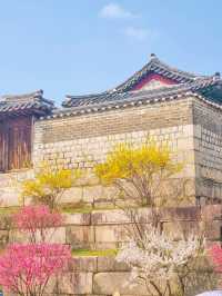 💕서울 가족과 함께 걷기좋은 코스 추천 창경궁🪾