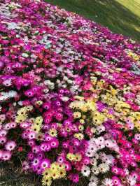 Just Pure Flower Happiness