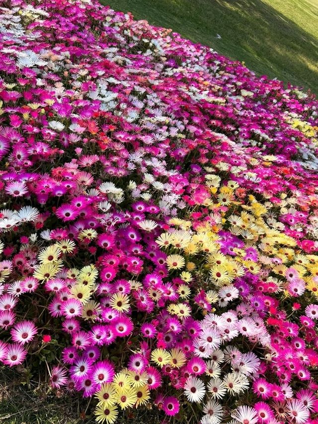 Just Pure Flower Happiness
