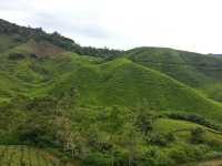 Cameron Highlands’ Green Gem