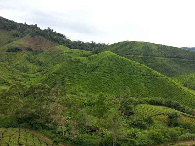 Cameron Highlands’ Green Gem