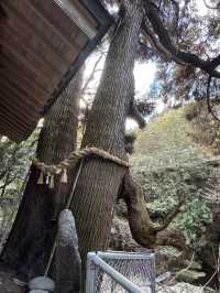 【熊本旅行】竹林に囲まれた知る人ぞ知るパワースポット神社⛩