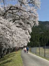 Cherry Blossom Viewing: The Best Choice is Definitely Japan’s Countryside