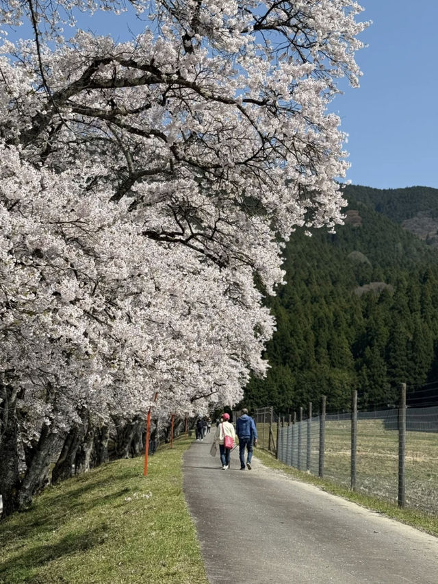 Cherry Blossom Viewing: The Best Choice is Definitely Japan’s Countryside