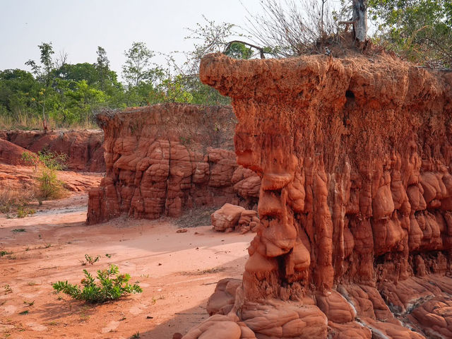 โสกผีดิบ " 🗿 สวยแปลกตา อายุ 65 ล้านปี  