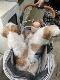 Resolution  Koh Chang Pet Friendly Hotel !