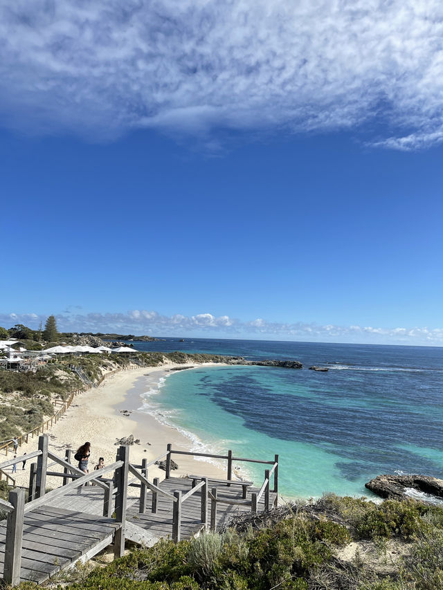 雷神同款羅特尼斯島微笑袋鼠Quokka介紹