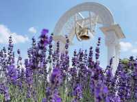 🌼 **Lavender Paradise: A Day Trip to Farm Tomita in Furano!** 🌿