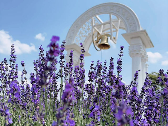 🌼 **Lavender Paradise: A Day Trip to Farm Tomita in Furano!** 🌿