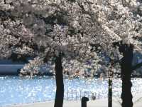 Yokohama Diaries: Coastal Breezes, Skyline Views & Cultural Gems