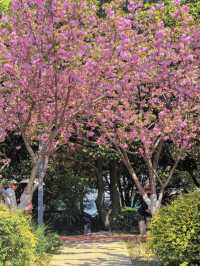🌸 North Bund Late-Blooming Cherry Blossoms — Miss It and Wait Another Year! (Location Info Included