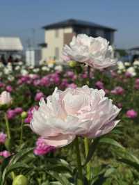 Mie Suzuka | Peony Flower Sea
