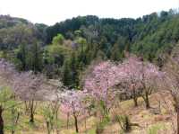 Cherry Blossoms Without the Chaos